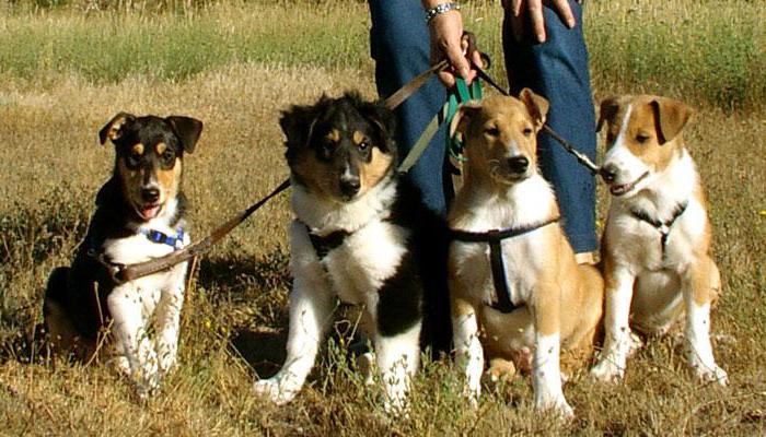 collie shorthair breed description