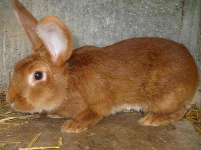бургундский кролик 
