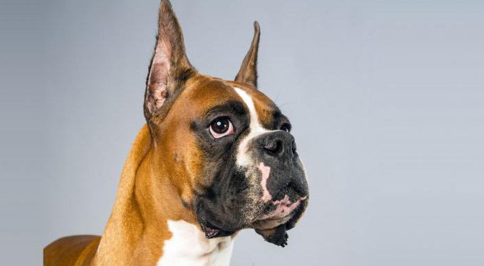 Фото собаки немецкий бульдог
