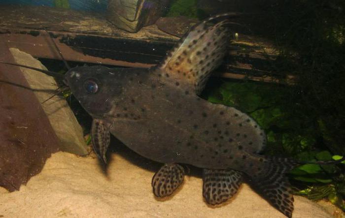 catfish synodontis content