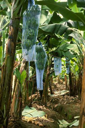 биологическая защита растений от вредителей и болезней 