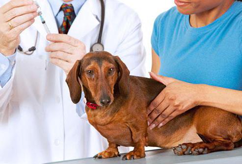 weeping eczema in dogs