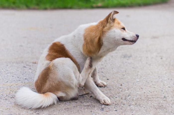 dog eczema treatment