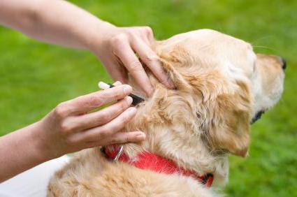 wet eczema in dogs