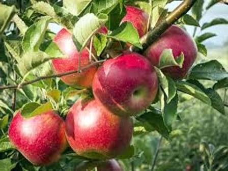 seedlings of fruit trees nursery Nizhny Novgorod quince