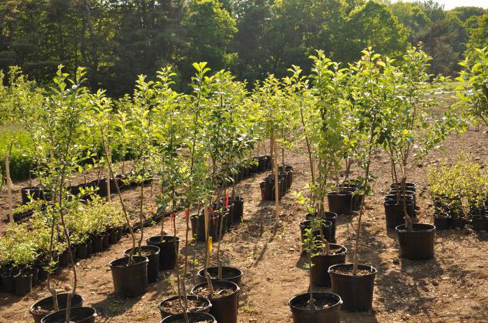 seedlings of fruit trees nursery Nizhny Novgorod rot