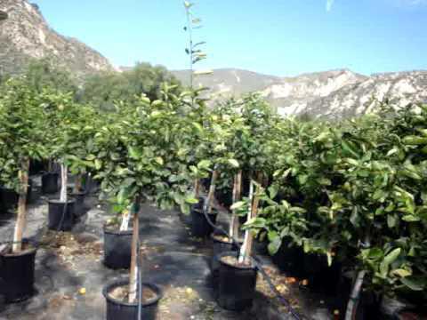 seedlings of fruit trees nursery Nizhny Novgorod new items