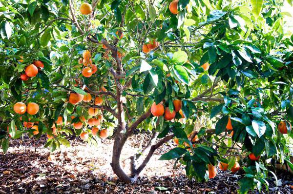 seedlings of fruit trees nursery Nizhny Novgorod alley