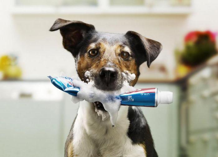 зубная паста и щетка для собак 