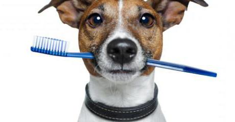 зубная паста для собак мелких пород 