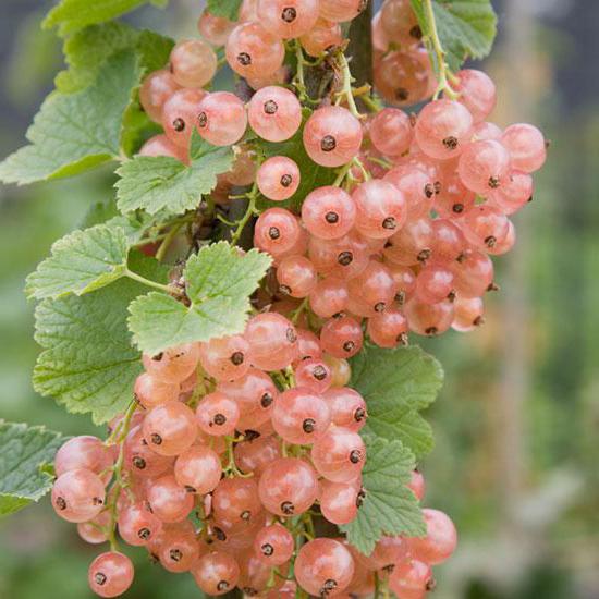 red currant