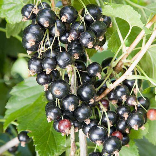 currant