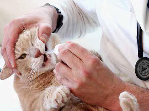 can amoxicillin be given to pregnant cats