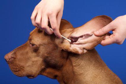 как чистить уши собаке 