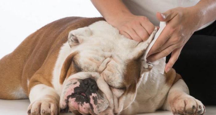 как чистить уши собаке в домашних условиях 