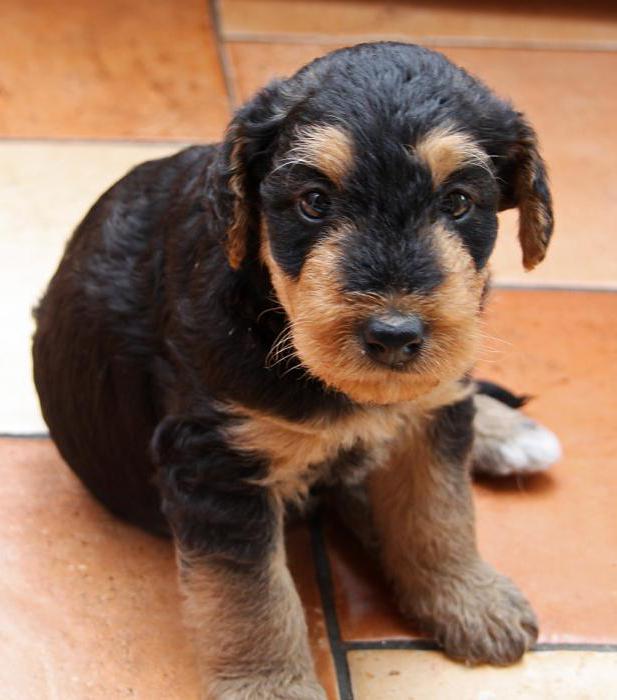 Airedale Terrier breed description