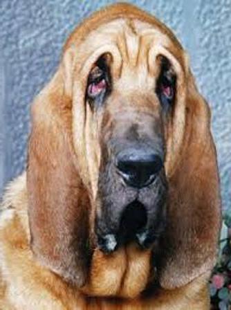 conjunctivitis in dogs treatment