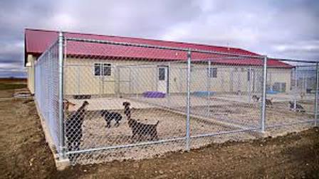 питомники бездомных собак в нижнем новгороде 