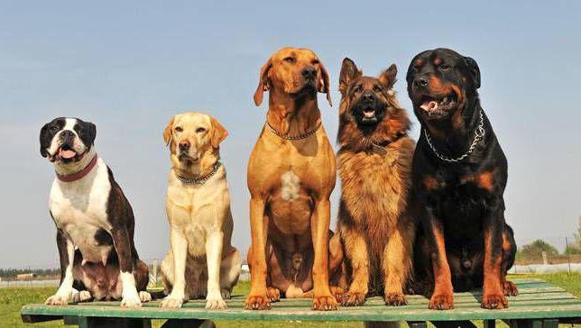Питомники собак в Нижнем Новгороде и Нижегородской области, Отдаю бесплатно в нижнем новгороде собаку чихуахуа
