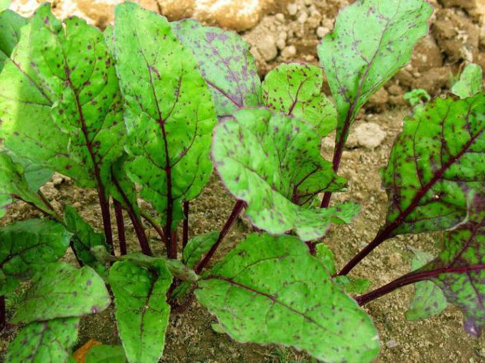 beet diseases