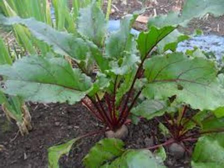 beet disease photo