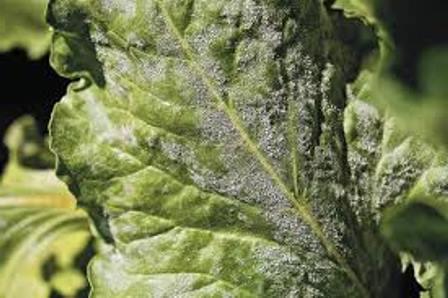 beet diseases and the fight against them