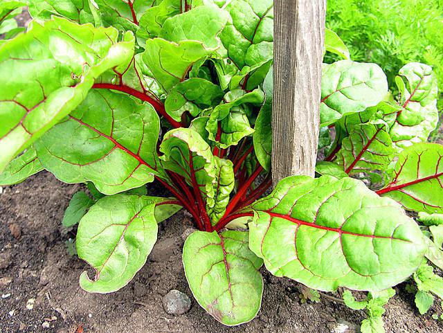 beet disease and control measures