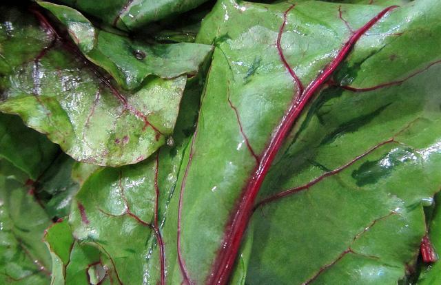 beet disease and treatment