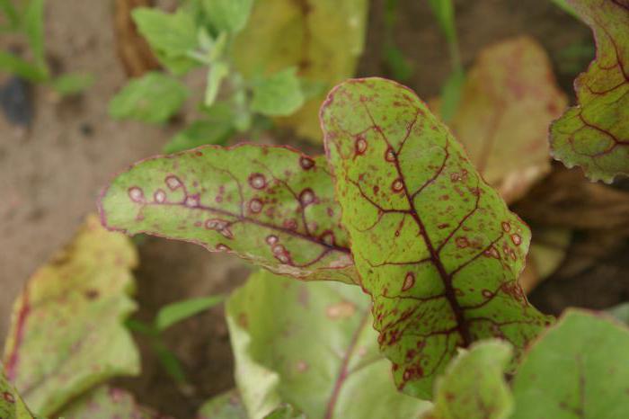 beet diseases and pests