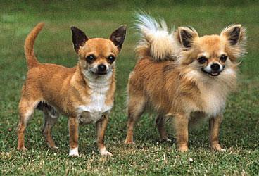 Стандарт породы чихуахуа: описание и фото, Чихуахуа фото взрослой собаки гладкошерстные стандарт