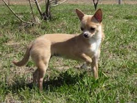 Стандарт породы чихуахуа: описание и фото, Чихуахуа фото взрослой собаки гладкошерстные стандарт