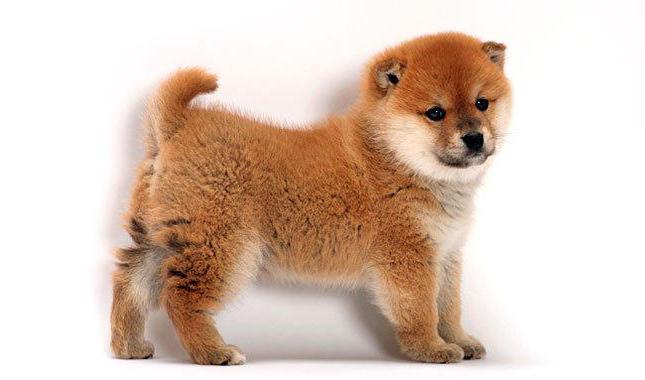 Description of the Shiba Inu breed and care features