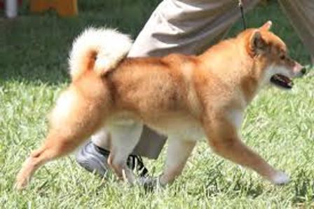 shiba inu breed description character