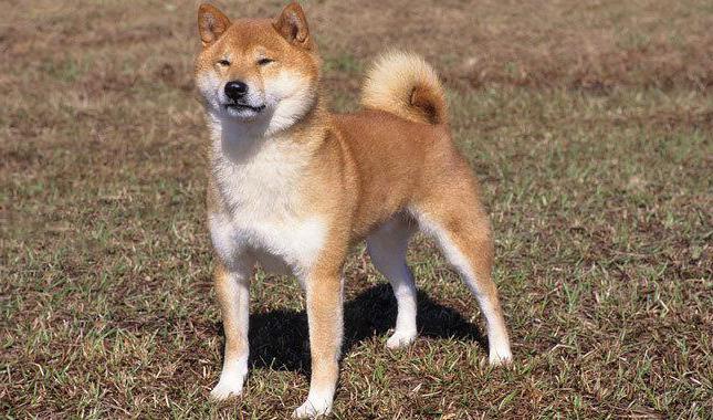 shiba inu breed description