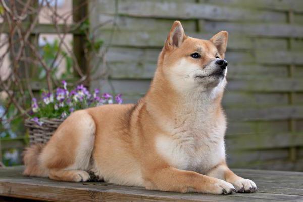 Shiba Inu breed description