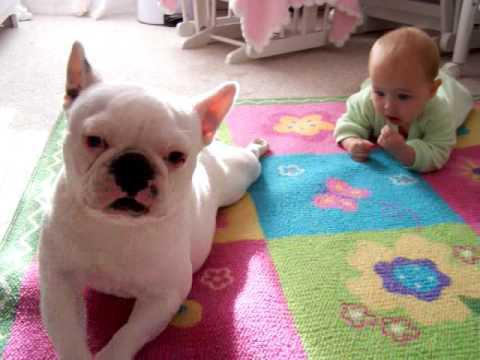 french bulldog breed character parenting