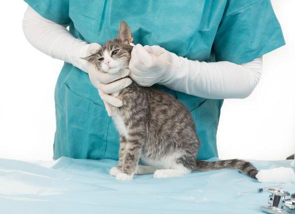 cat combing his neck to sores