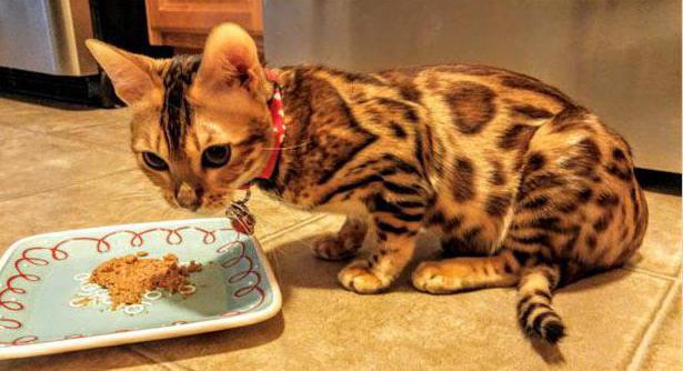 чем можно кормить бенгальского котенка 
