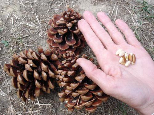 pine nut benefits and harm for women