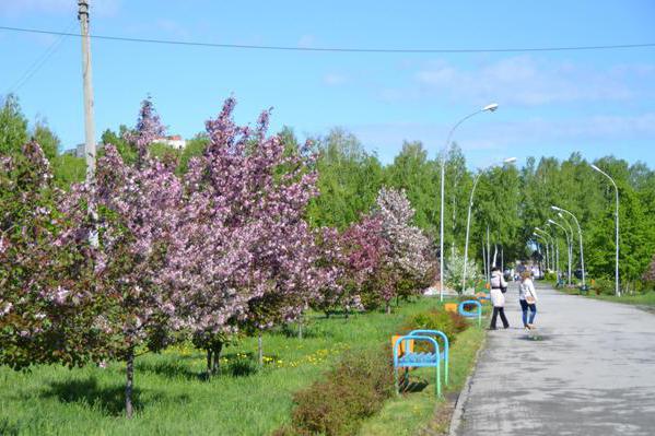 Обои в бердске на химзаводской