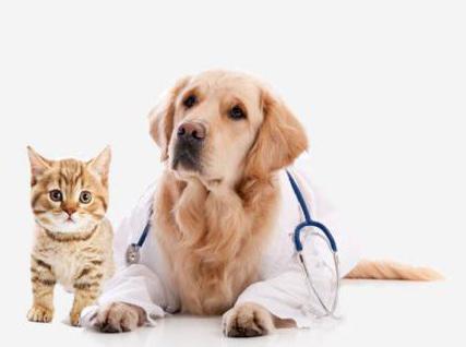 вызов ветеринарного врача 