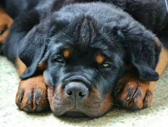 rottweiler breed description character