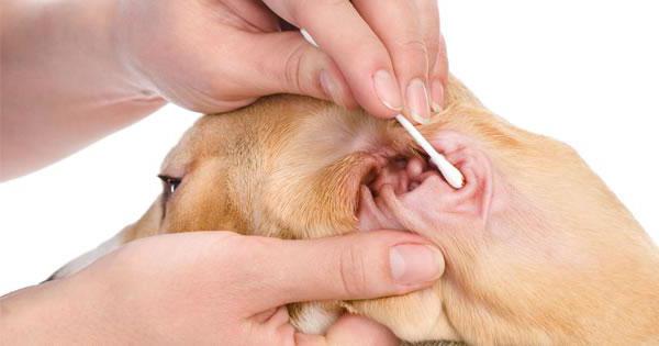 dog ear disease treatment