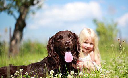 dog breeds for allergy sufferers and asthmatics