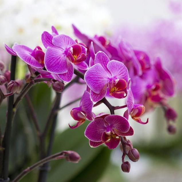 орхидеи башмачки 