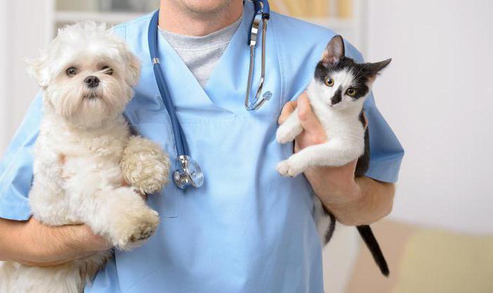 Veterinary clinic at the circus on Tsvetnoy Boulevard