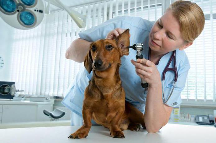 Veterinary clinic on Tsvetnoy Boulevard