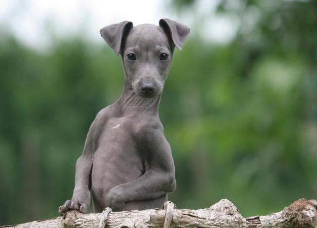 little italian greyhound