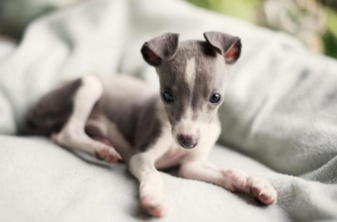 small italian greyhound