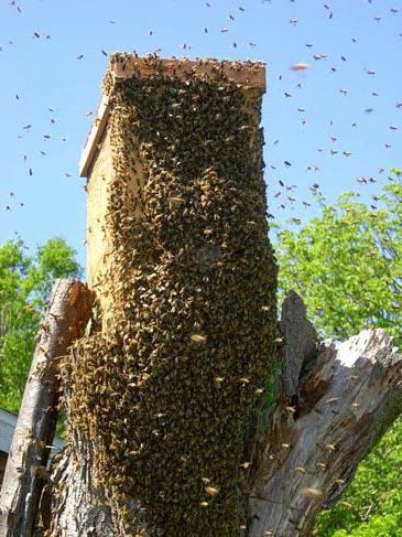 ловля пчелиных роев 